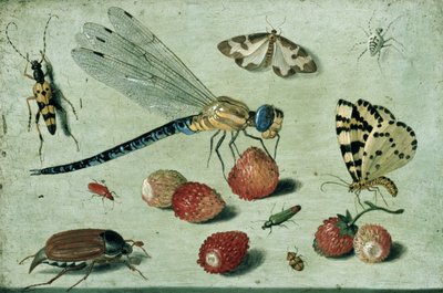 A Dragon-fly, two Moths, a Spider and some Beetles, with wild Strawberries by Jan van Kessel the Elder